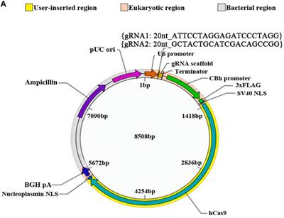Corrigendum: MicroRNA339 Targeting PDXK Improves Motor Dysfunction and Promotes Neurite Growth in the Remote Cortex Subjected to <mark class="highlighted">Spinal Cord Transection</mark>